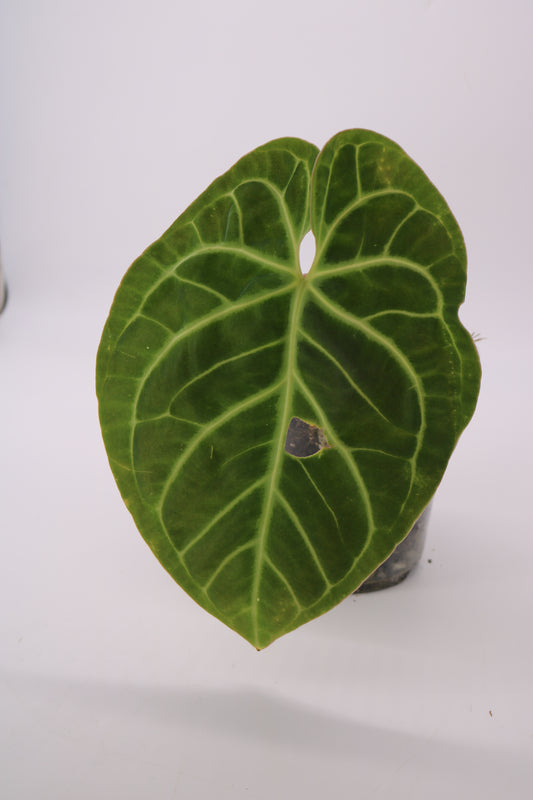 Anthurium Bessae af