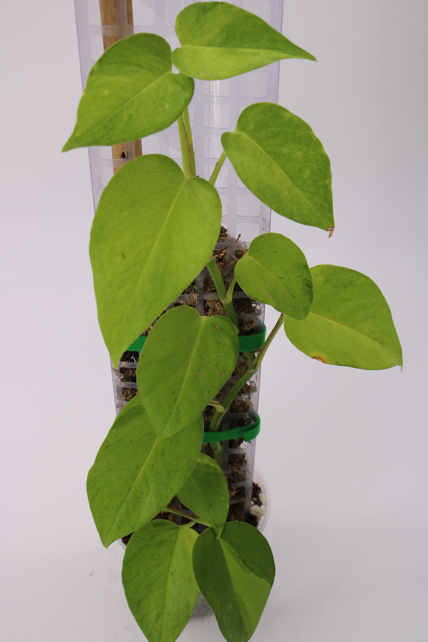 Teruno Pothos Carnival