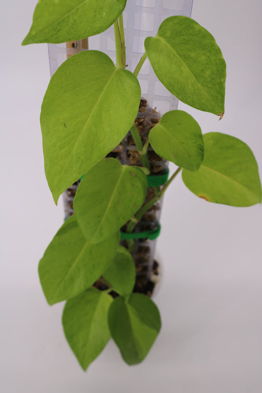 Teruno Pothos Carnival