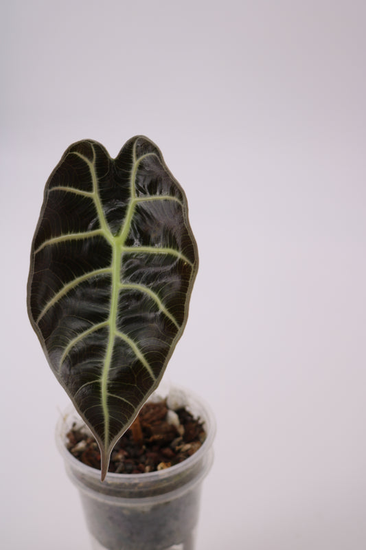 Alocasia Watsoniana
