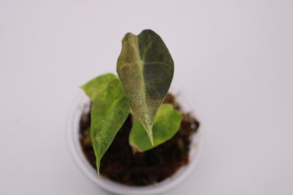 Alocasia Amazonica Tri Color