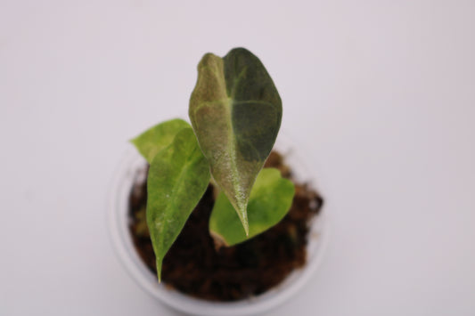 Alocasia Amazonica Tri Color