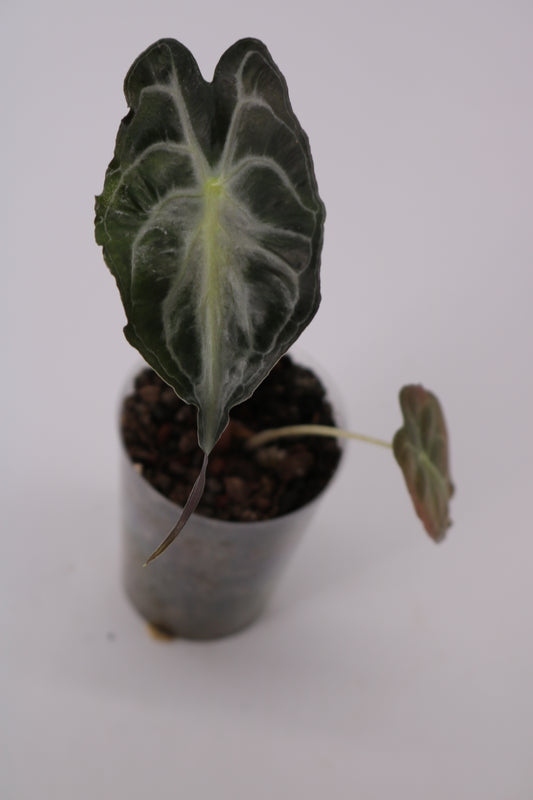 Alocasia Venom
