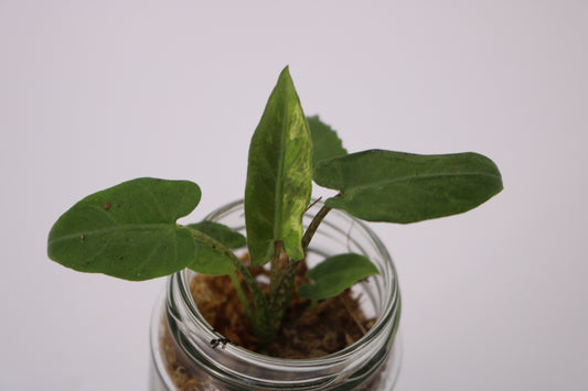 Alocasia Lauterbaciana Albo
