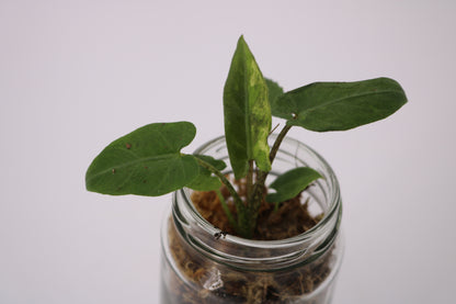 Alocasia Lauterbaciana Albo
