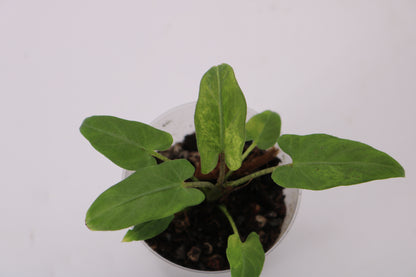 Alocasia Lauterbaciana Mint
