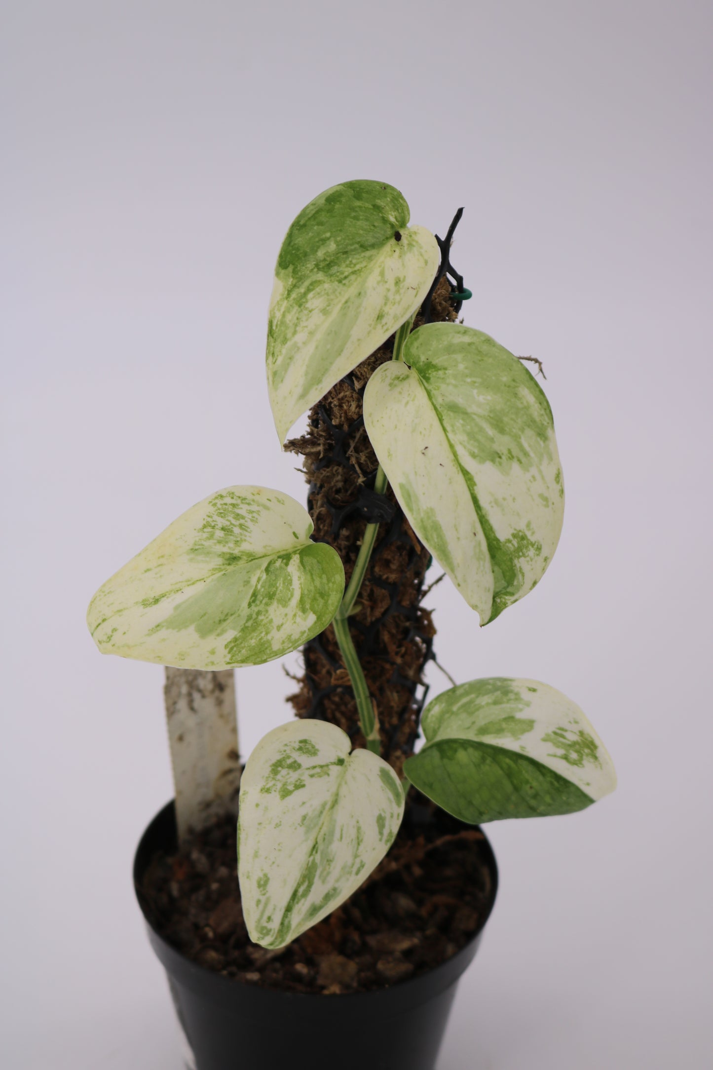 Scindapsus Saint Cloud Albo Variegated