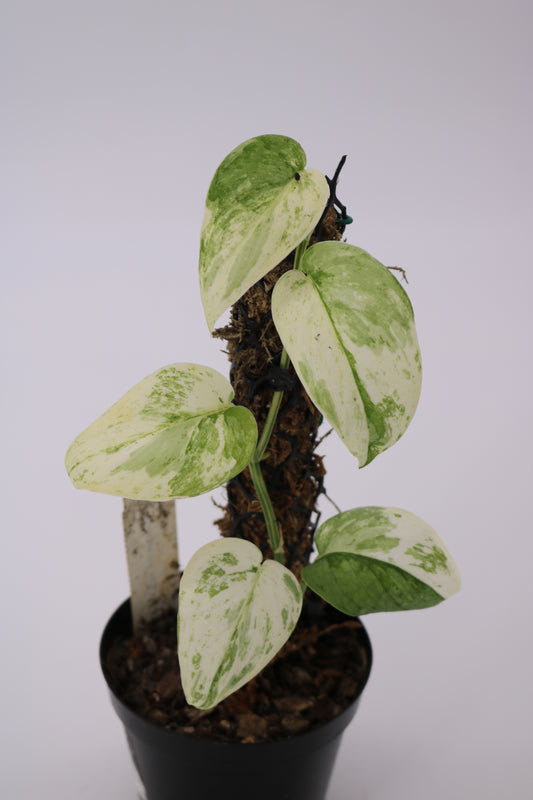 Scindapsus Saint Cloud Albo Variegated