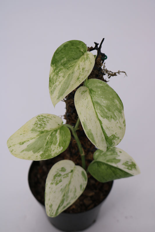 Scindapsus Saint Cloud Albo Variegated
