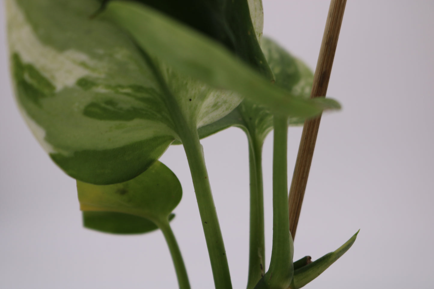 Scindapsus Truebii Moonlight Albo