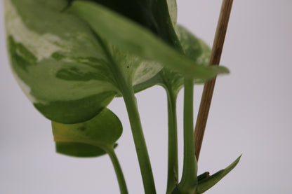 Scindapsus Truebii Moonlight Albo