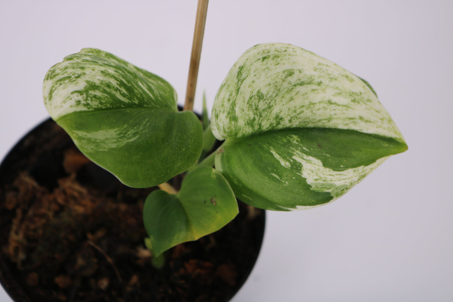 Scindapsus Truebii Moonlight Albo