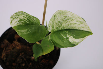 Scindapsus Truebii Moonlight Albo