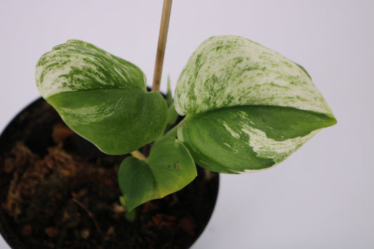 Scindapsus Truebii Moonlight Albo