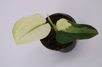 Scindapsus Jade Satin Albo