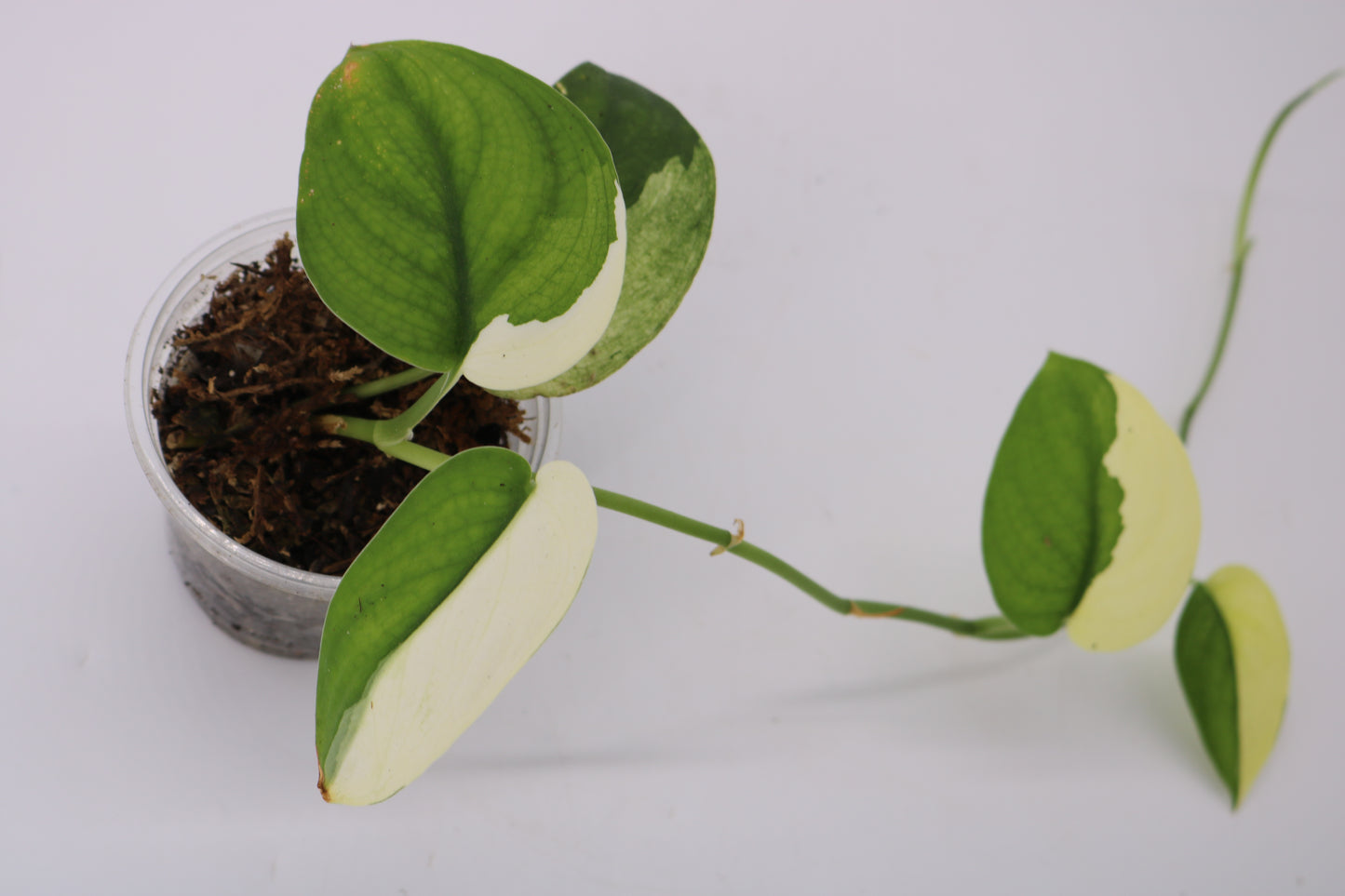 Scindapsus Jade Satin Albo