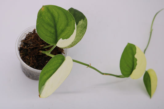 Scindapsus Jade Satin Albo