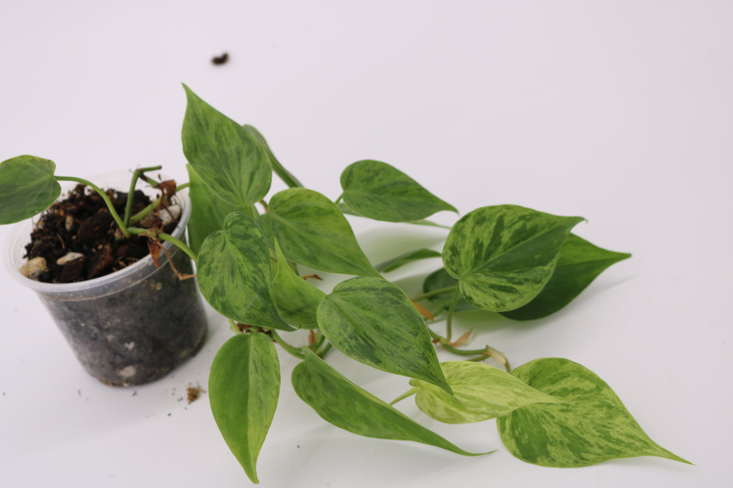 Philodendron Heartleaf Variegated