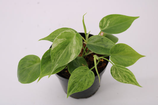 Philodendron Heartleaf Variegated