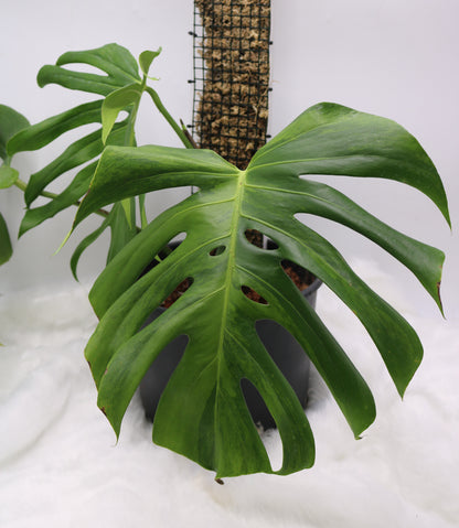 Monstera Spartucus (Brazilian GOG)