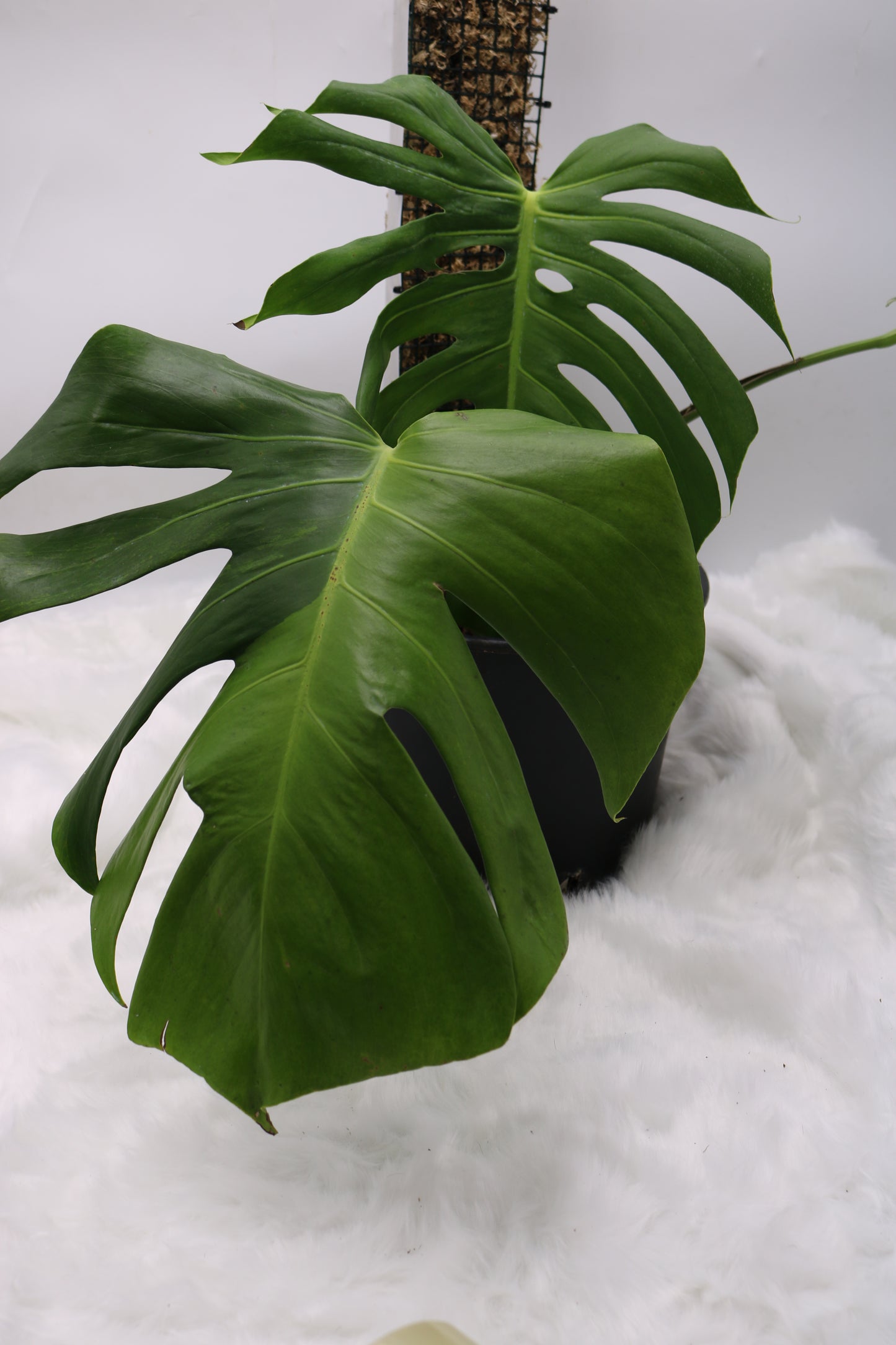 Monstera Spartucus (Brazilian GOG)