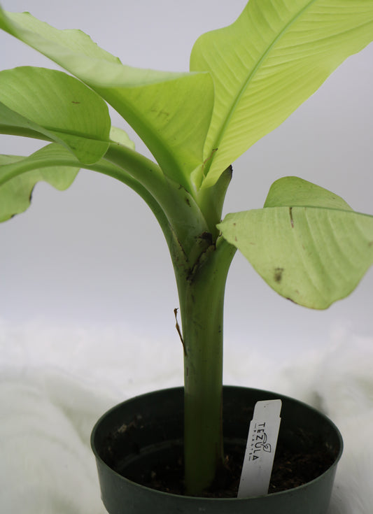 Musa Siam Pearl Banana