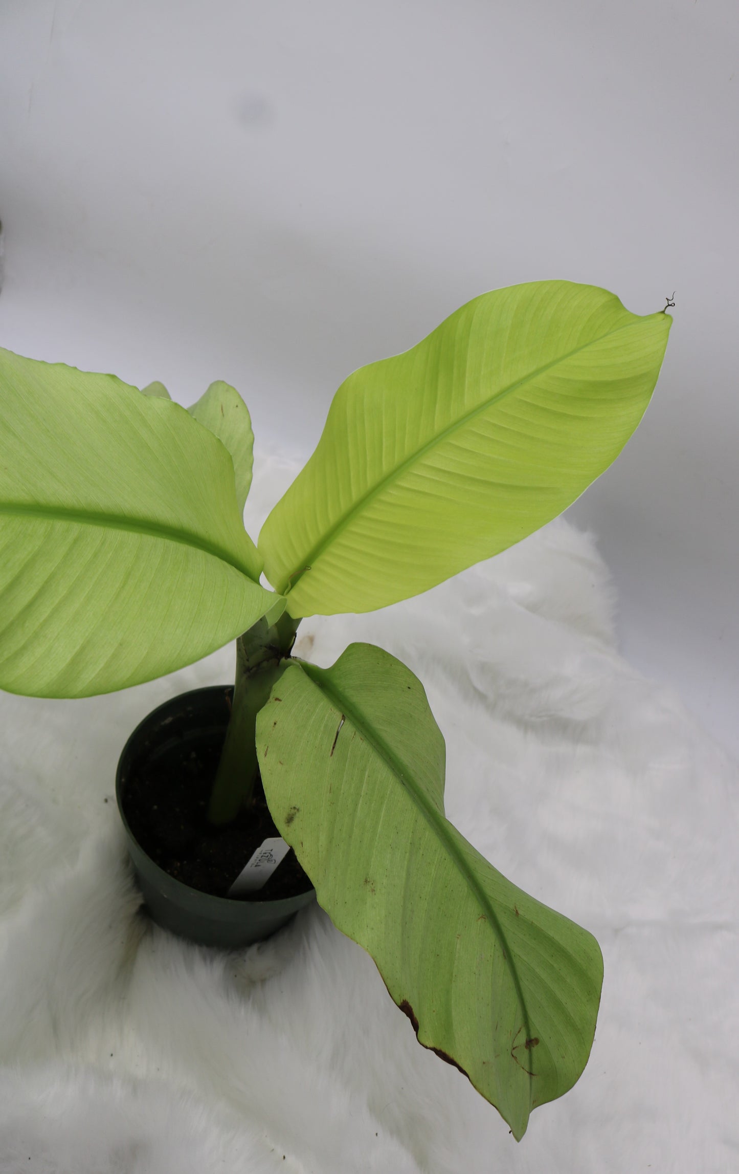 Musa Siam Pearl Banana