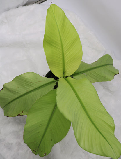 Musa Siam Pearl Banana