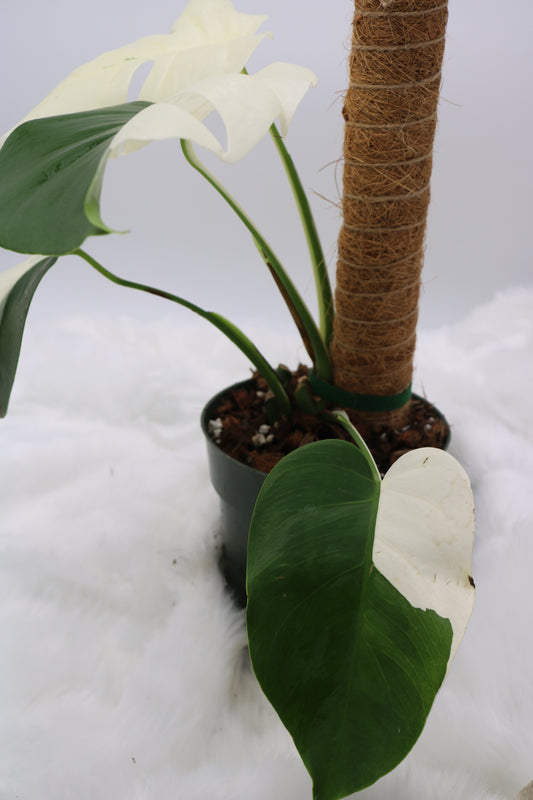 Monstera Albo Vareigated Monstera
