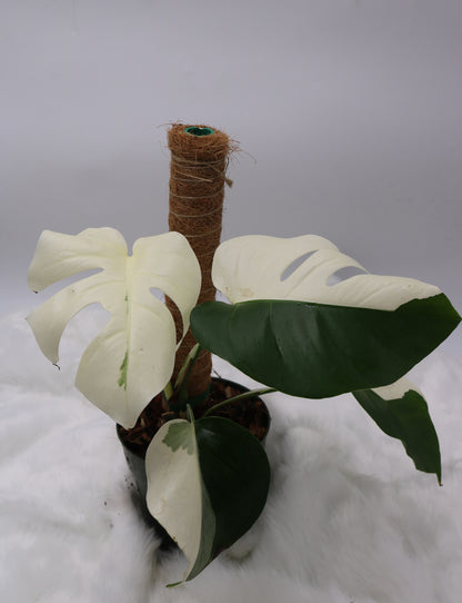 Monstera Albo Vareigated Monstera