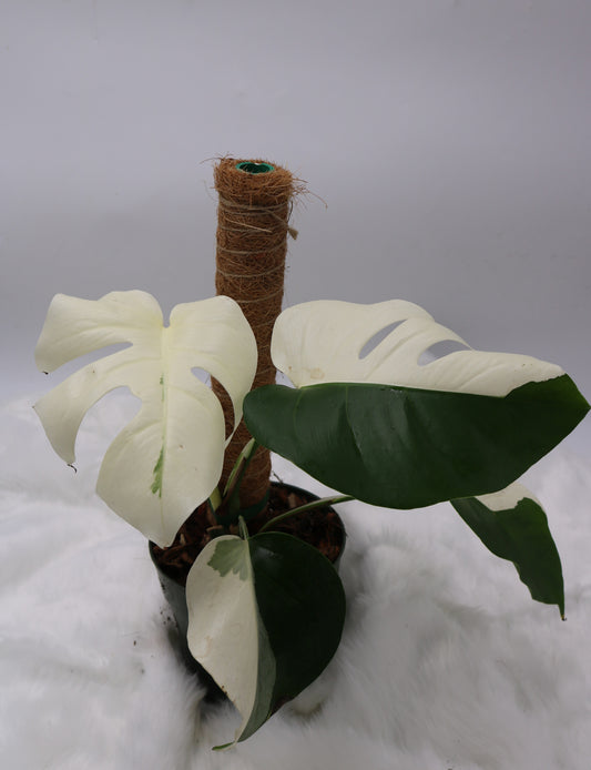 Monstera Albo Vareigated Monstera