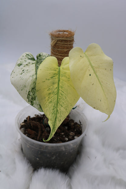 Monstera Mint