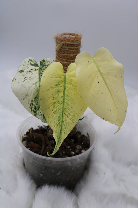 Monstera Mint