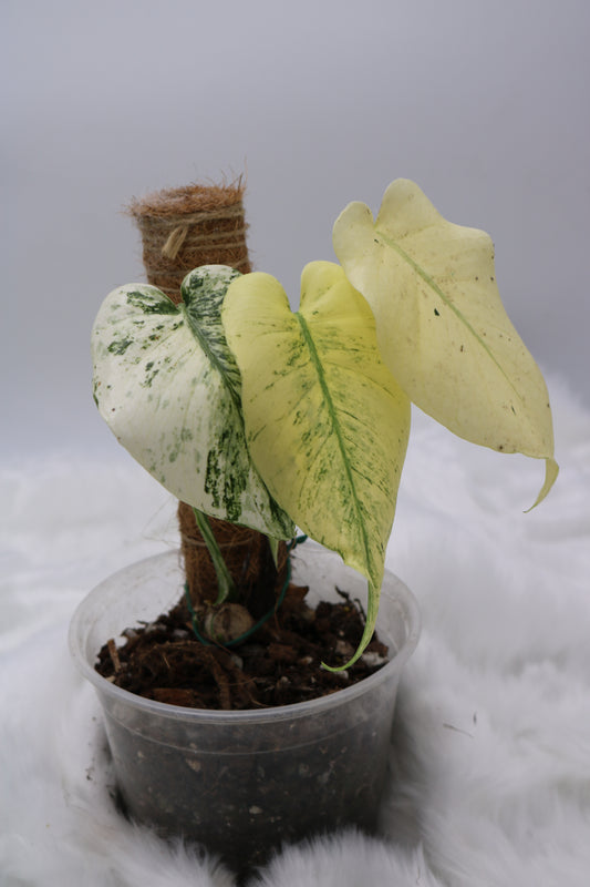 Monstera Mint