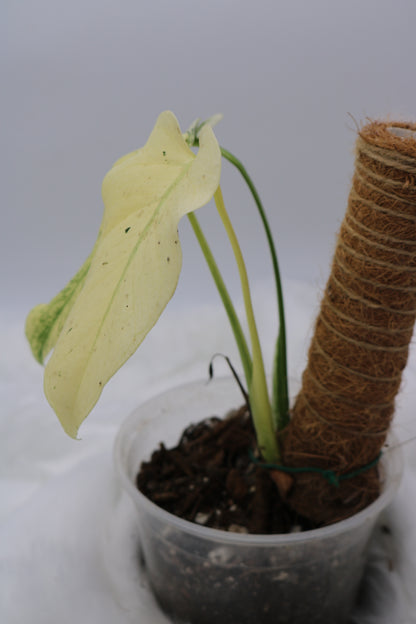 Monstera Mint