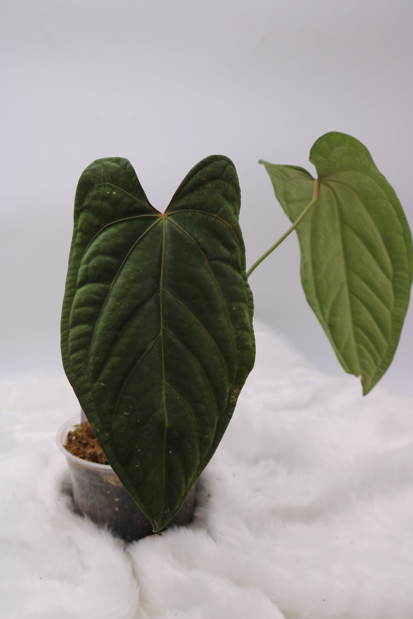 Anthurium Ft. Sherman x Sam's Red Dream
