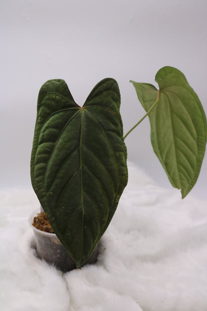 Anthurium Ft. Sherman x Sam's Red Dream