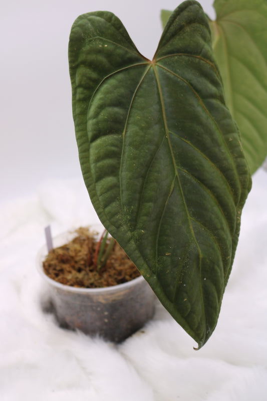 Anthurium Ft. Sherman x Sam's Red Dream