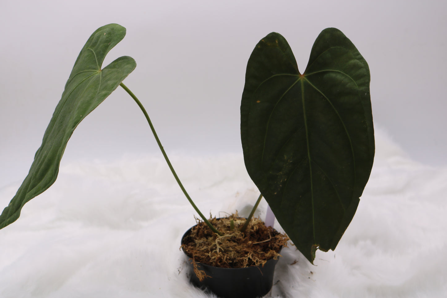Anthurium Ft. Sherman x Sam's Red Dream