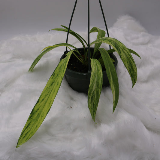 Anthurium Vittafolium Variegated
