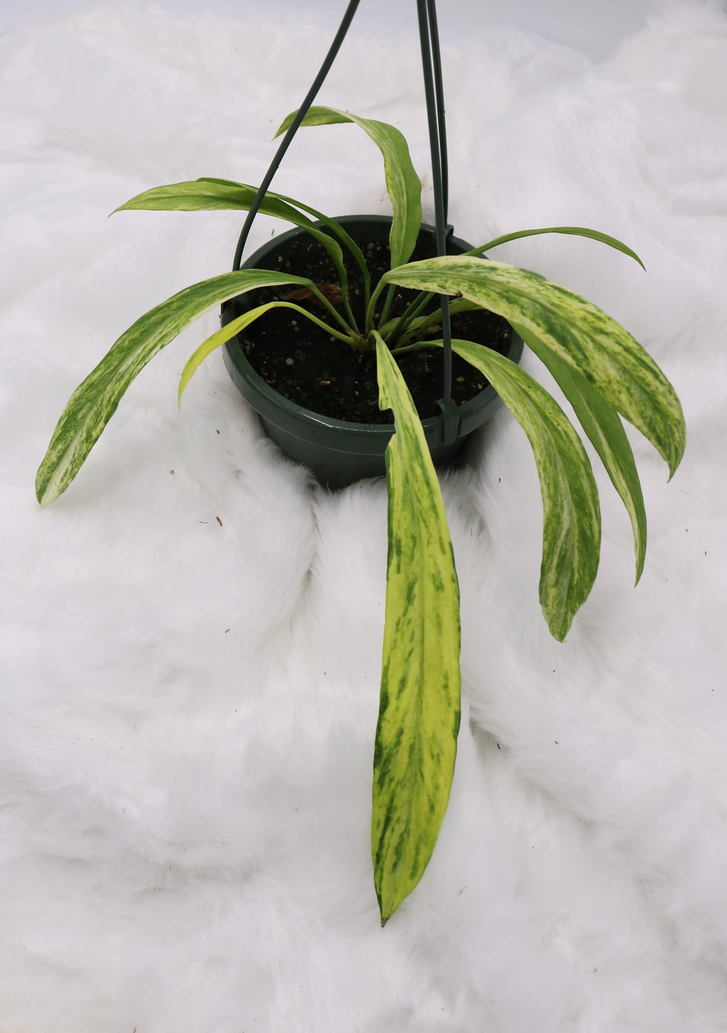 Anthurium Vittafolium Variegated