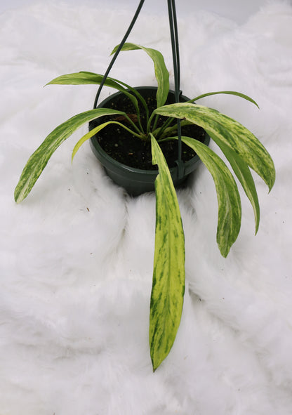 Anthurium Vittafolium Variegated