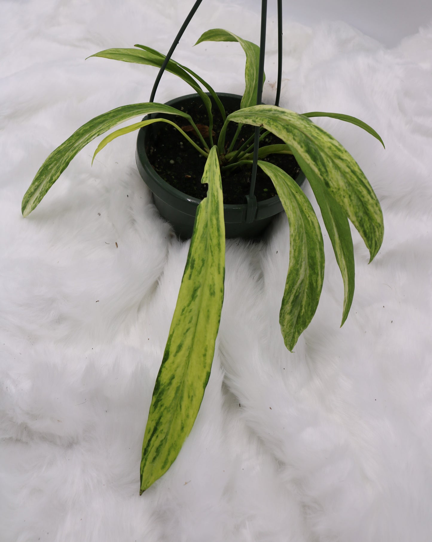 Anthurium Vittafolium Variegated