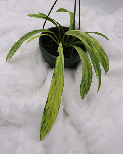 Anthurium Vittafolium Variegated