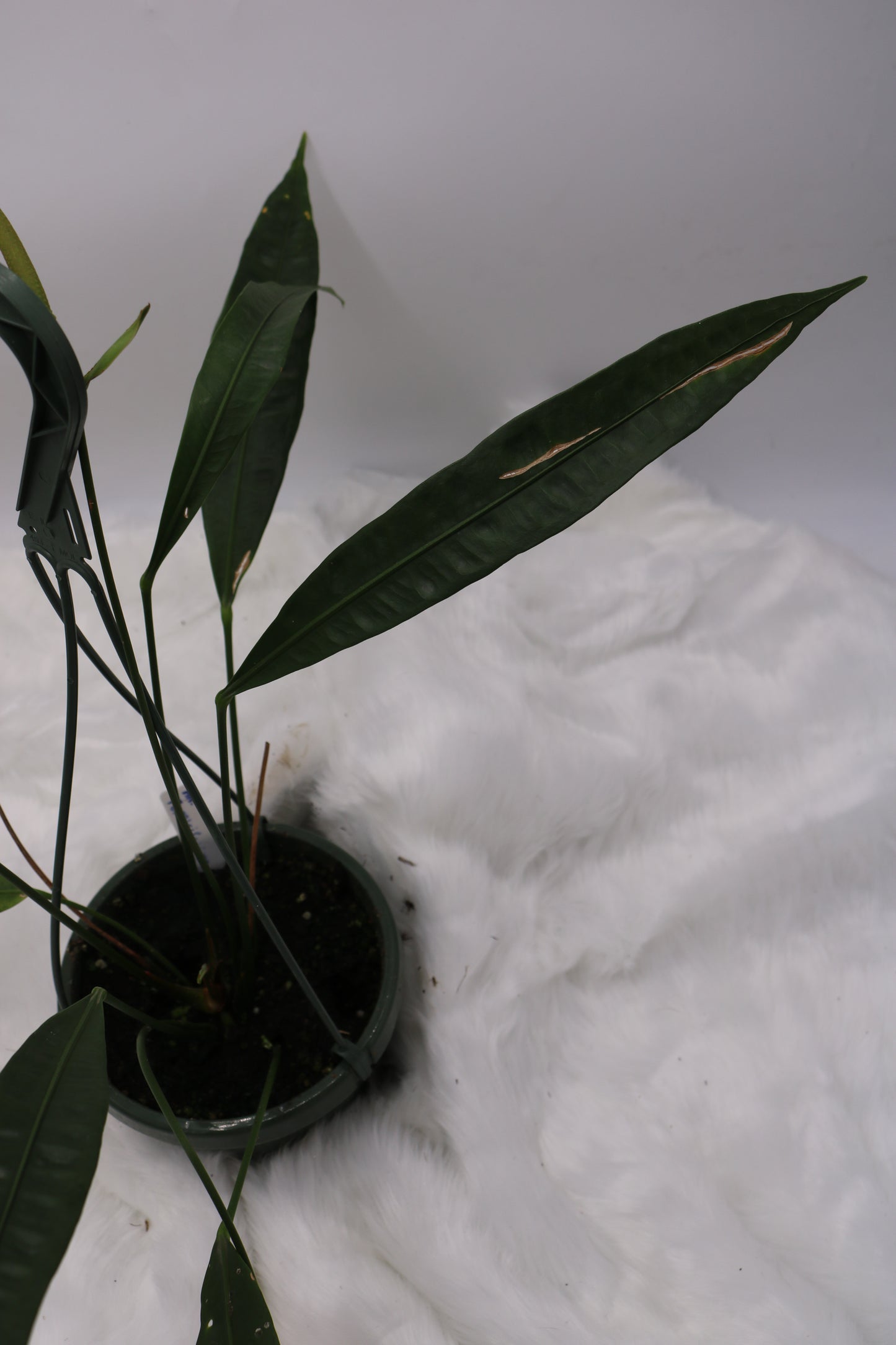 Anthurium Fornicifolium