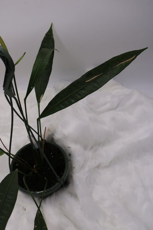 Anthurium Fornicifolium
