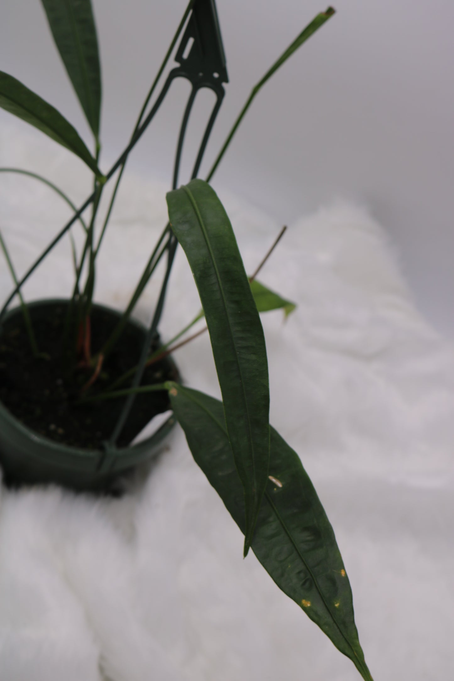 Anthurium Fornicifolium
