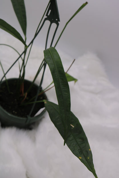 Anthurium Fornicifolium