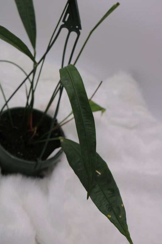 Anthurium Fornicifolium