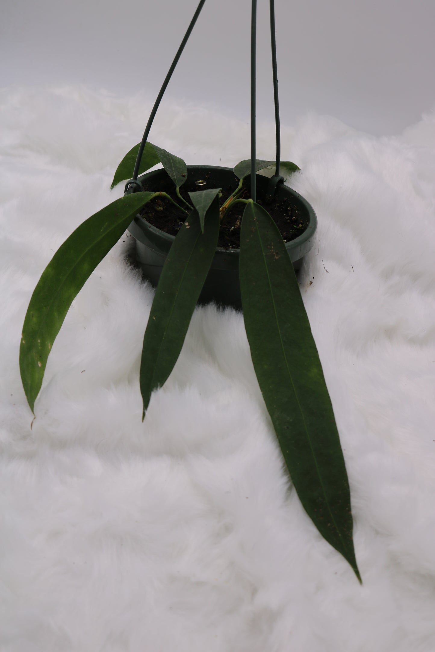 Anthurium Wendlingeri